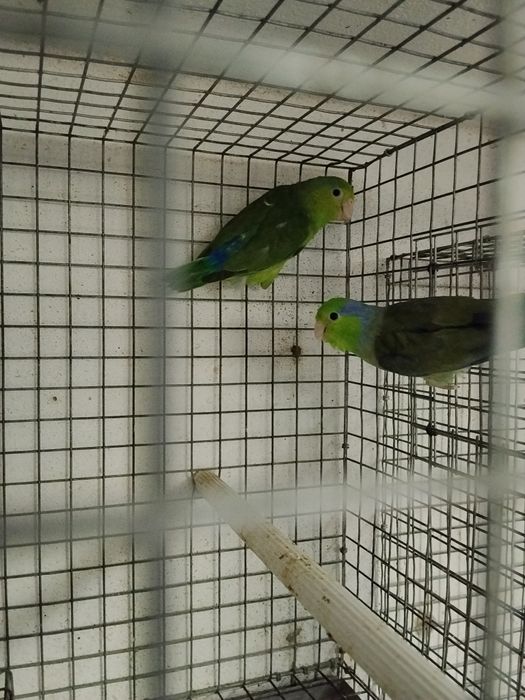 Tenho várias aves para ceder