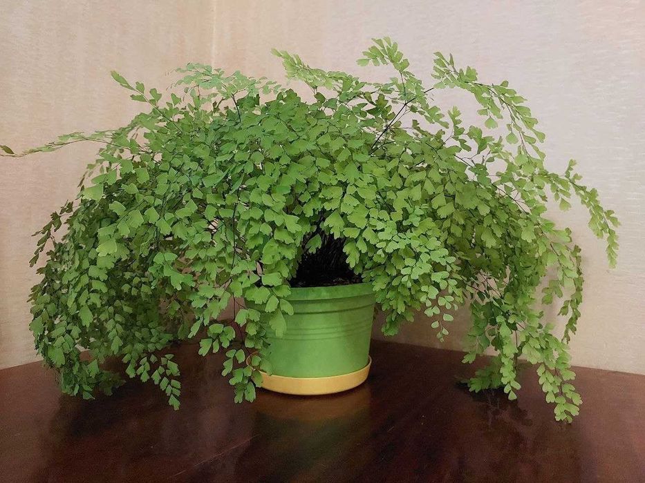 Адіантум (венерине волосся)