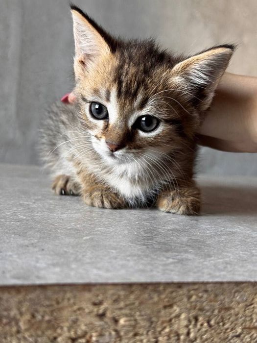 Котята котики отдам котенок