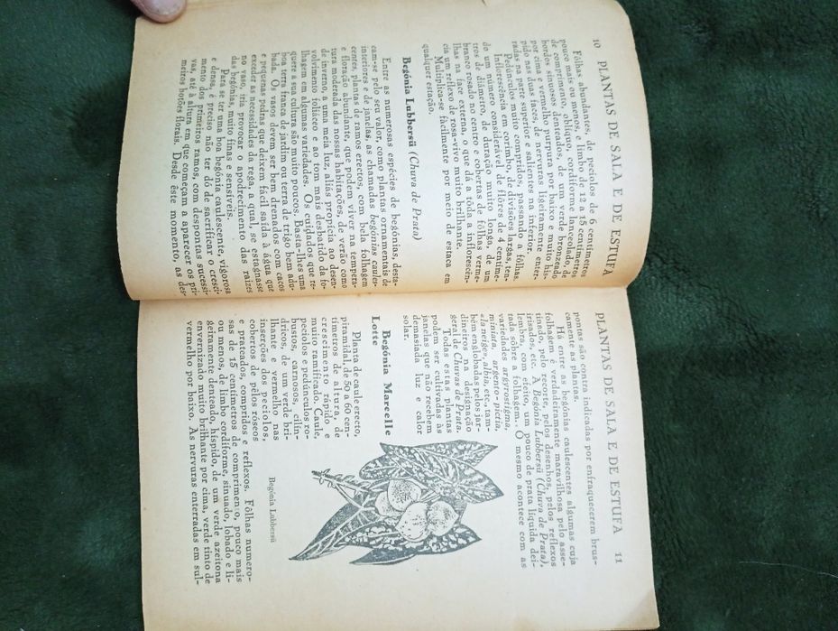 Plantas de Sala e de Estufa-4 Coleção Agricultura Prática -Toledano,
