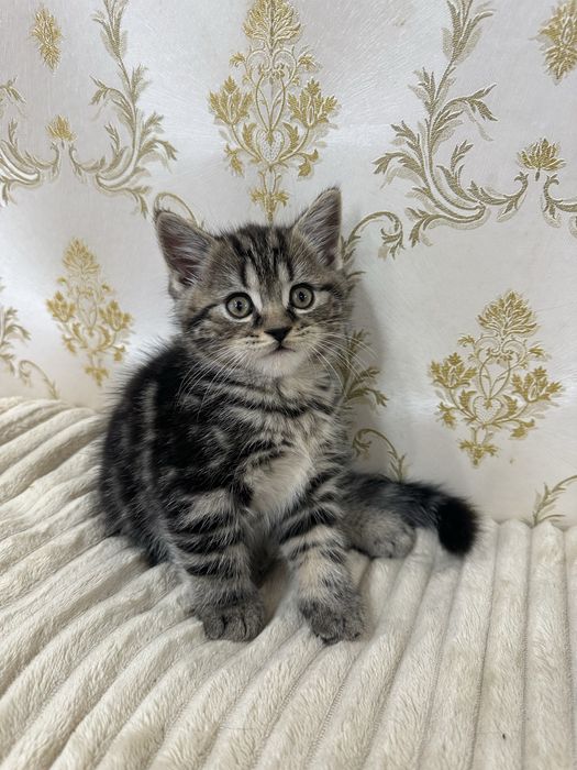 Шотландські кошенята