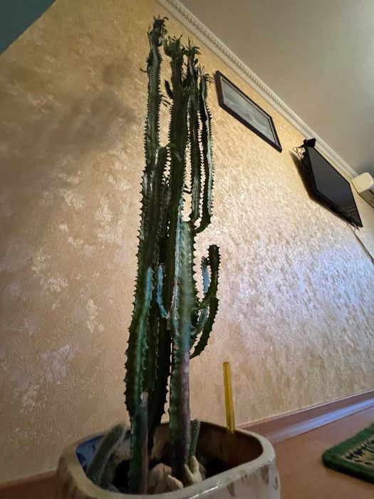Молочай трикутний Euphorbia trigona 145 см.