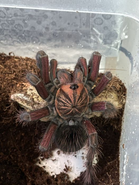 Pamphobeteus sp. Machala samiec 5,5dc