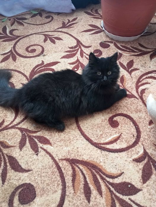 Кошенятко шукає люблячу сім'ю!!!