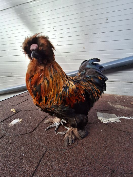 Kogut silki jedwabistej - silka