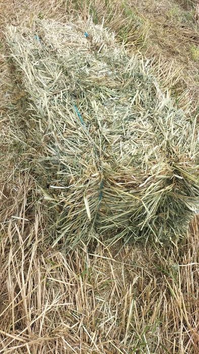 Fardo de Azevem pequenos 2025