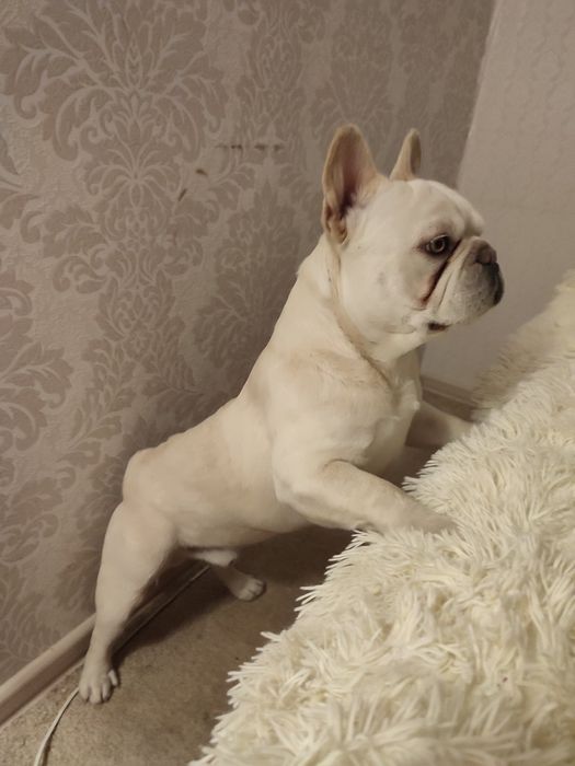 В'язка New shade французький бульдог, ізабелла під кремом