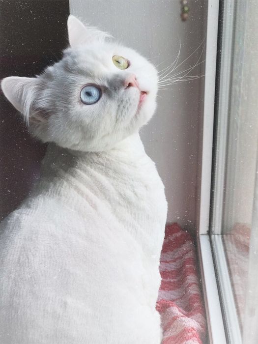 Стрижка собак та котів. Грумінг студія в Ірпені «Groom Bar»