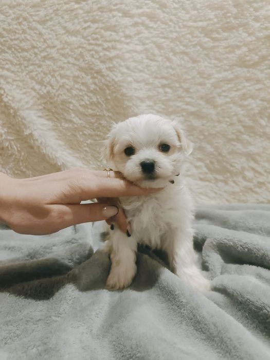 Цуценята Мальтезе