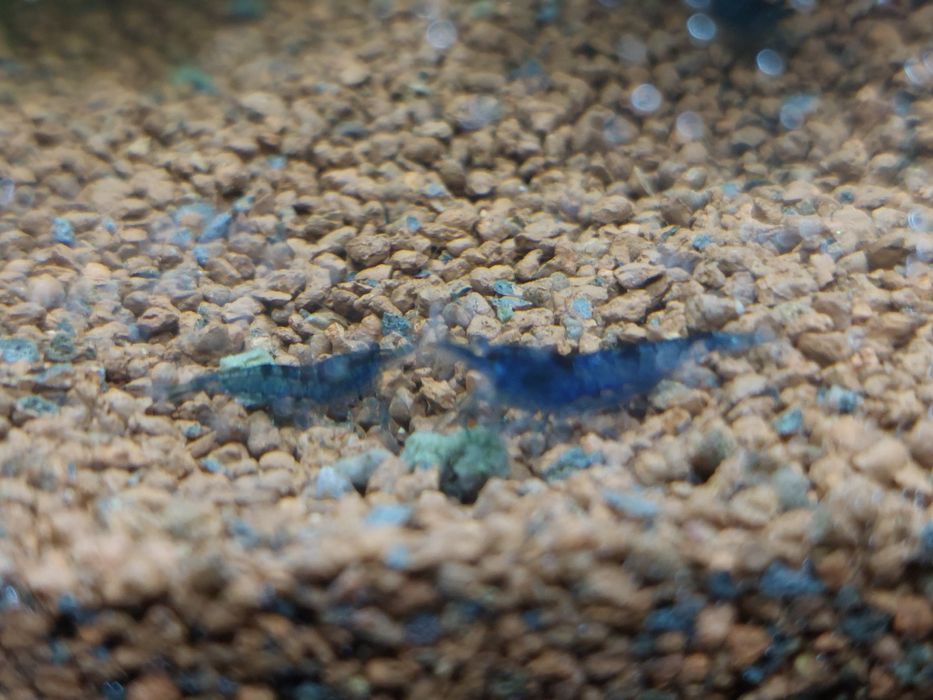 Camarões azuis Blue Dream