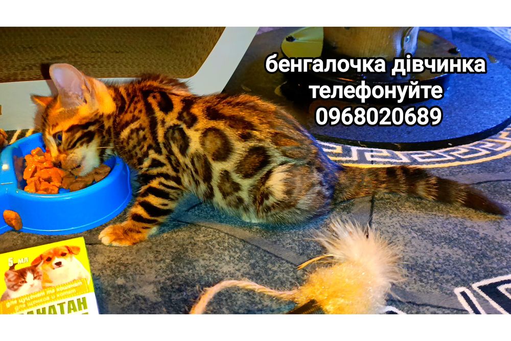 Пропонуємо унікальних бенгальських малюків з родоводом