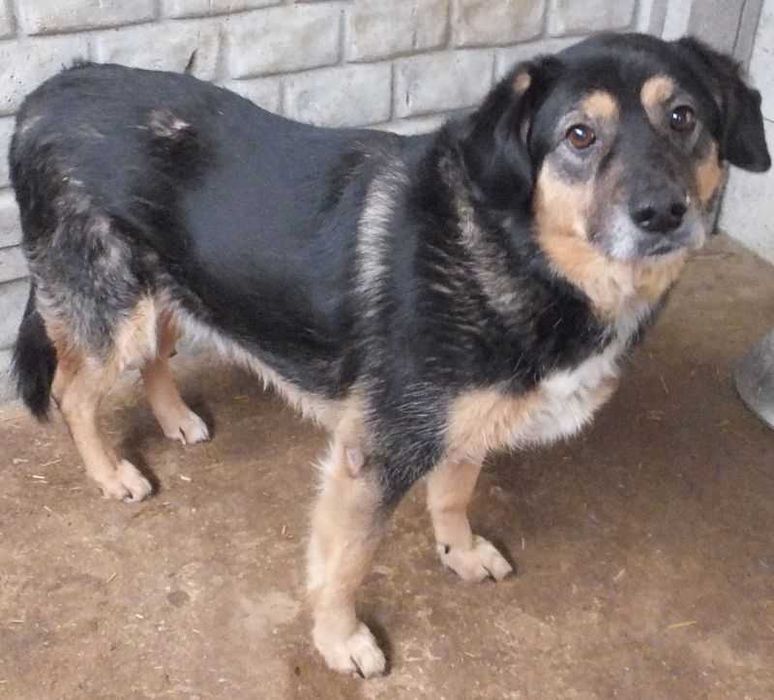 STOCZEK czarny podpalany, niemłody pies do adopcji