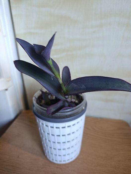 Продам традесканцию Нанук.