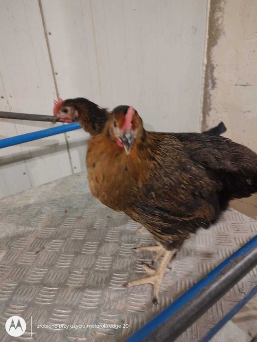 Kury nioski z własnej hodowli kurki z pierwszym jajkiem wszystkie rasy