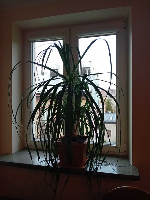 Nolina. Piękna, duża. Do salonu