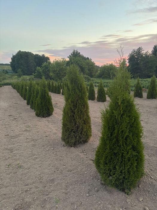 Tuja Szmaragd Zielona
