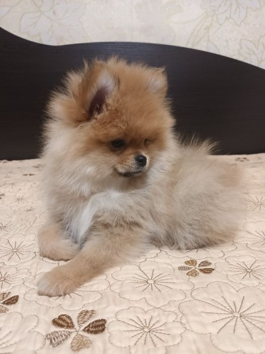 Девочка померанского шпица