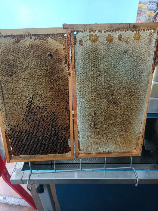 Pasieka Uhruska miód 2025 roku