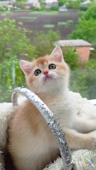 НЕОБЫКНОВЕННО красивая девочка золотая шиншилла