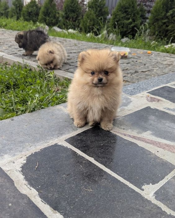 Рудого кольору дівчинка