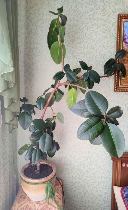 Продам вазон. Фікус Робуста.