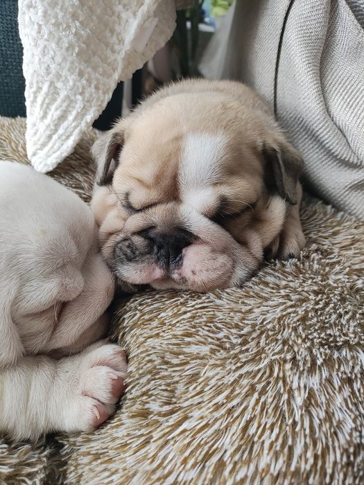 Buldog angielski piesek ZKwP