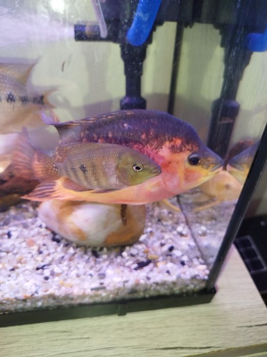 Casal Flowerhorn mix  Papagaio 14–17 CM – OPORTUNIDADE