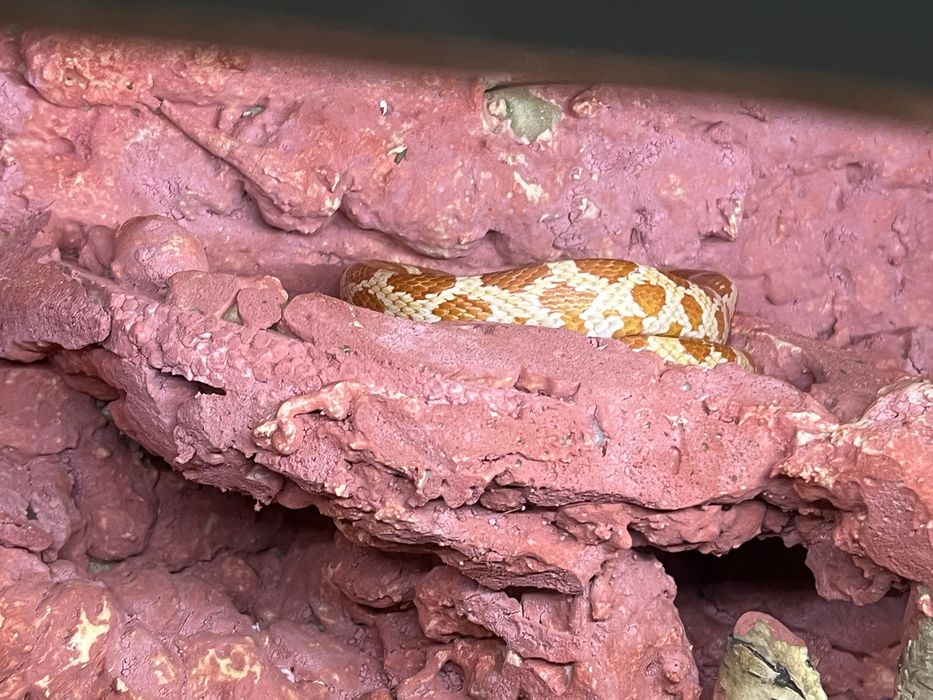 Wąż zborzowy +terarium