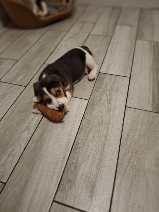 Beagle suczka rodowód