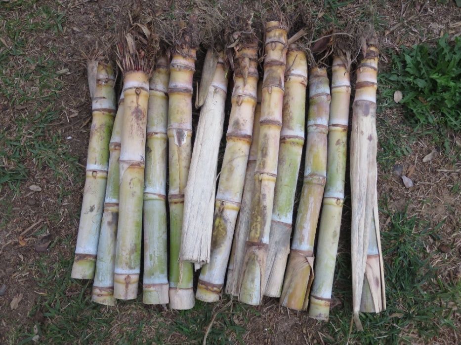 Planta cana de açúcar / sacarina para plantar