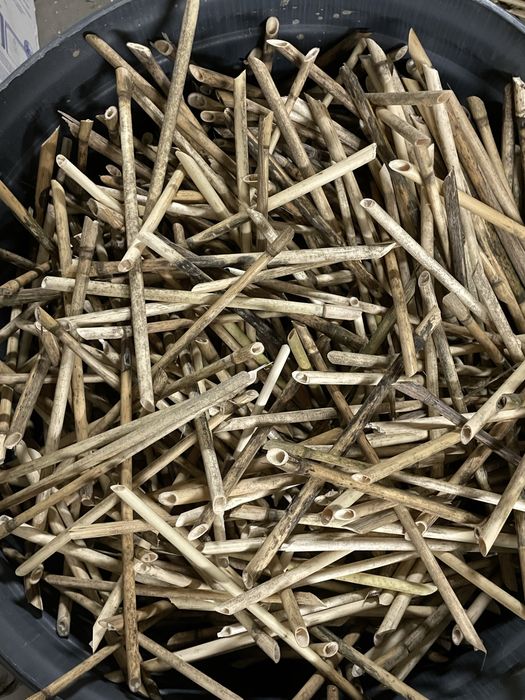 Trzcina dla murarki murarka ogrodowa 100 sztuk