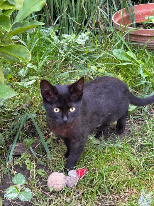 Kociczka do adopcji