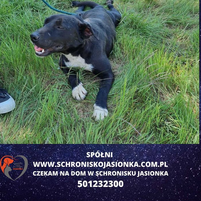 Spółni do adopcji – Schronisko Jasionka