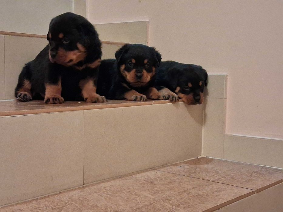 rottweiler szczeniak