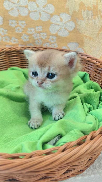 Шотландские котята