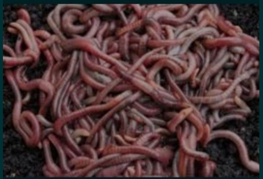 Dżdżownice kalifornijskie