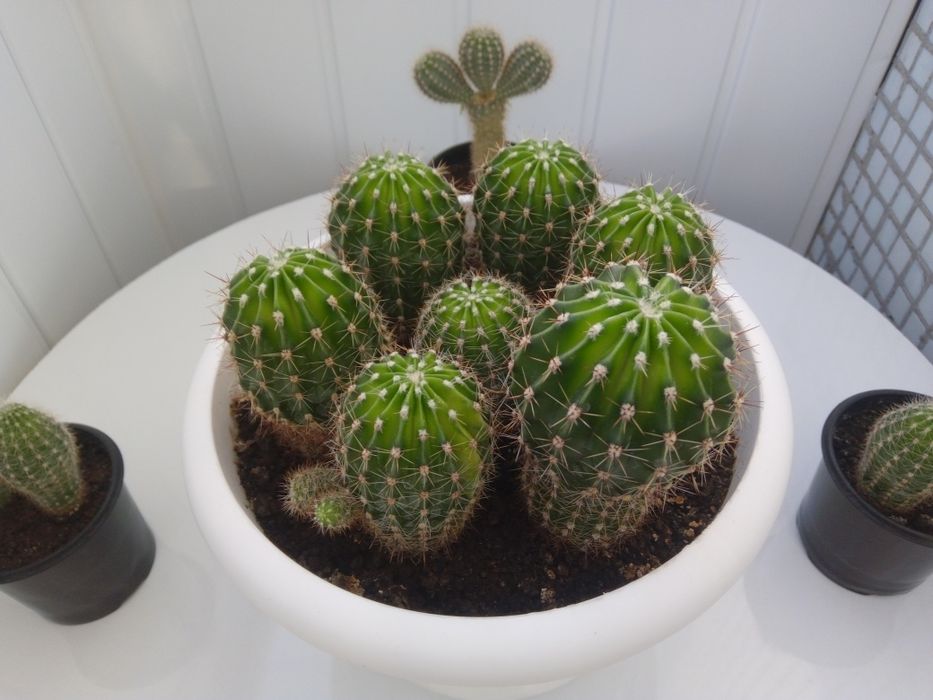 Продам кактусики