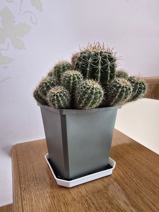 Кактуси композиція