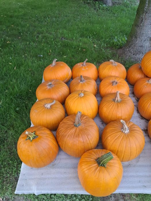 Dynia jadalna hallowen