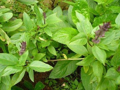 50 sementes de Manjericão Tailandês - Ocimum basilicum