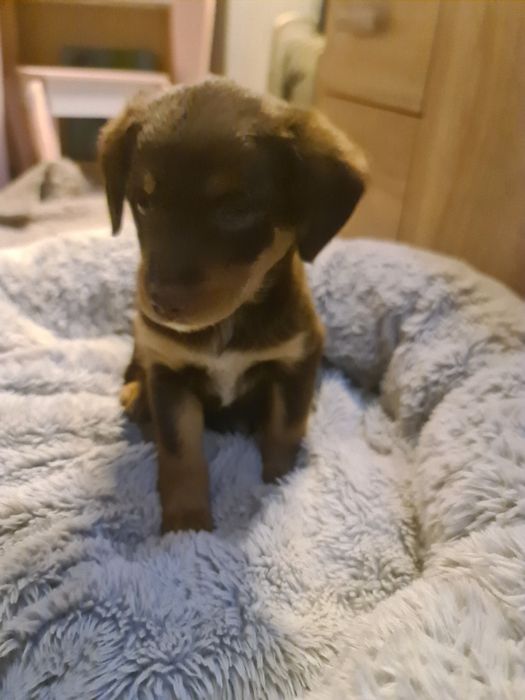 Oddam szczeniaka 8 tyg  suczka