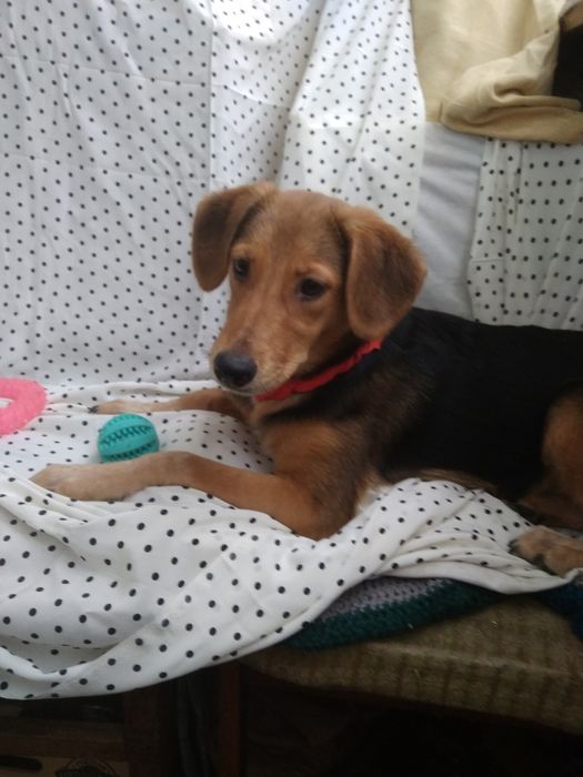 Метис охотника в добрые!