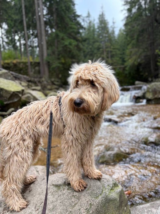 Цуценята лабрадуделі