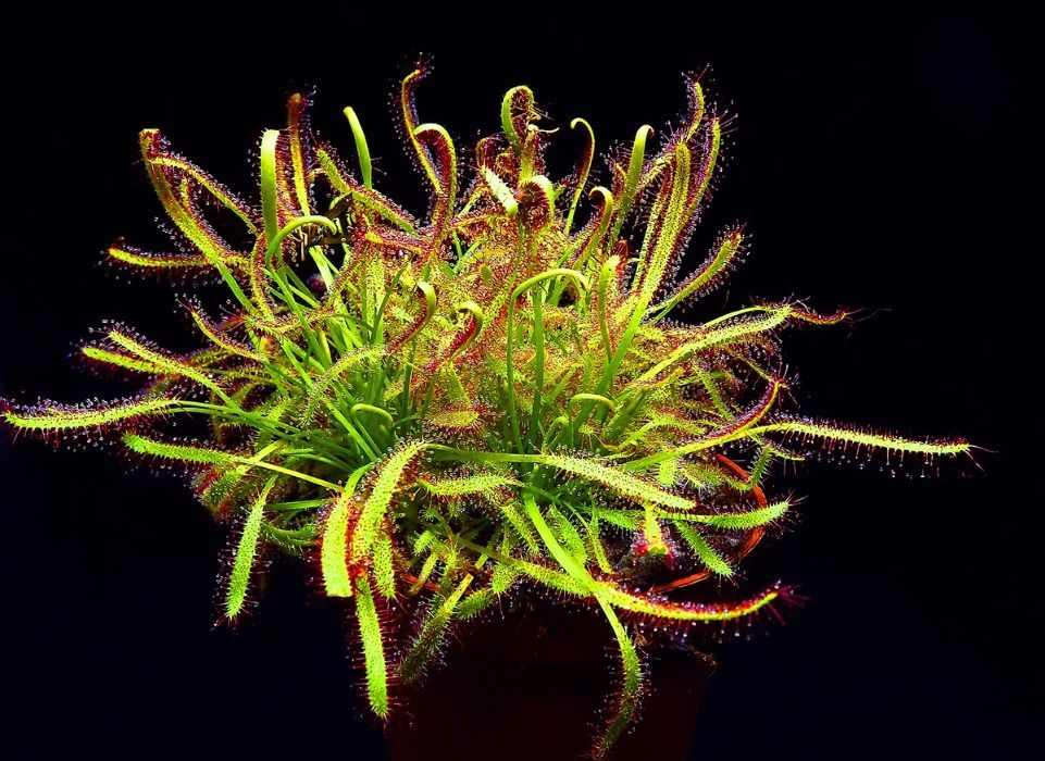 50 sementes de Drosera capensis - Planta Carnívora