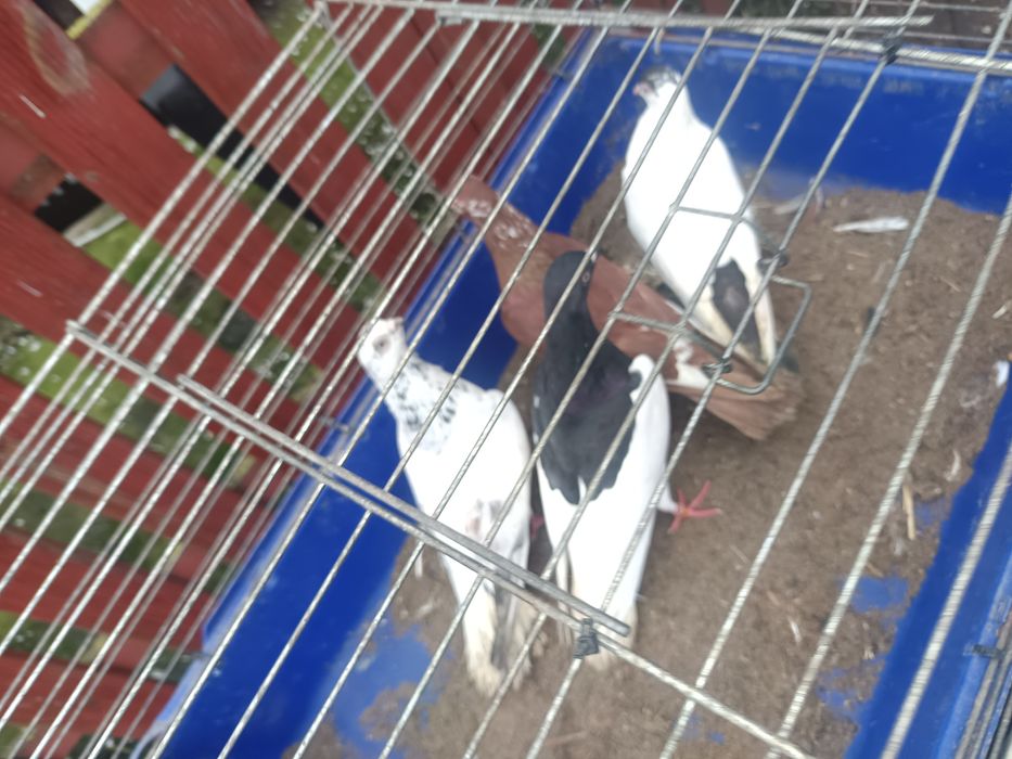 Sprzedam gołębie rasowe 7  sztuk MOŻLIWOŚĆ WYSYŁKI