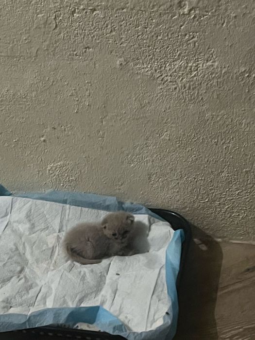 Scottish fold lilac