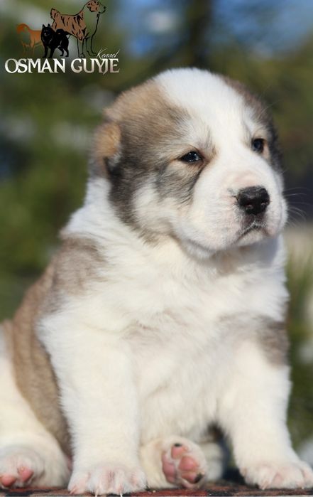 Крупний хлопчик Алабай Середньоазіатська вівчарка