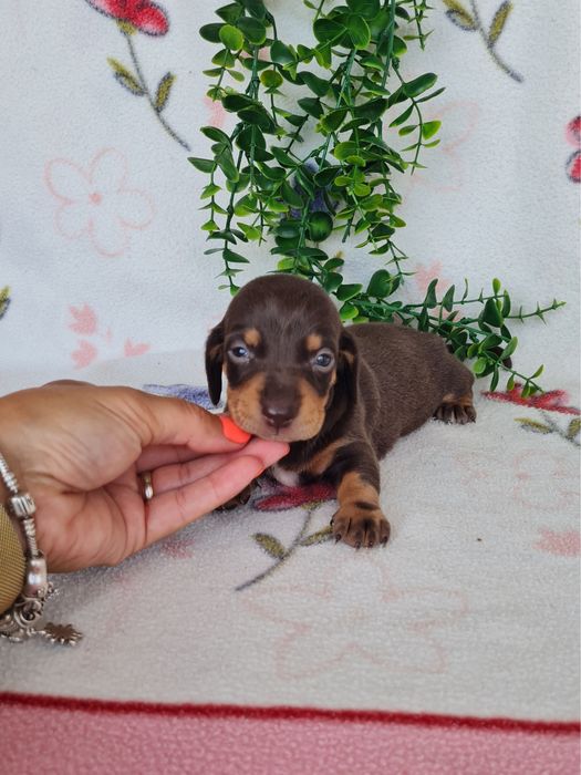 Excelente menina Teckel Choco Tan  de Qualidade