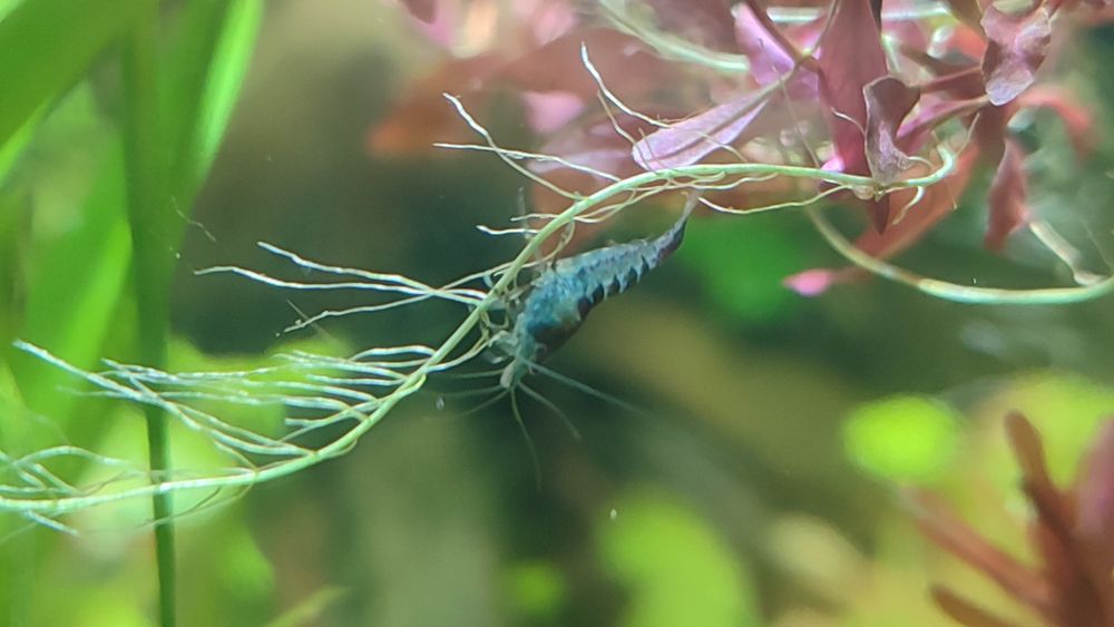 Camarões Neocaridina "Blue Carbon Rili"