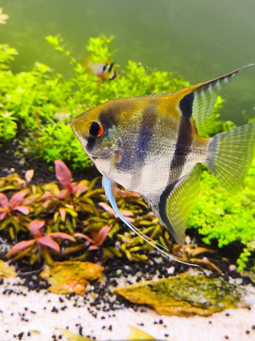 Casal de escalares reprodutor